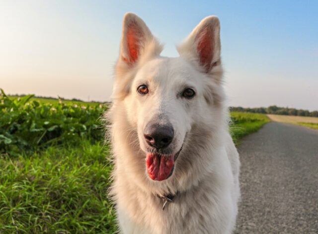 8 foto di cani buffi e bizzarri che conoscono da sempre il segreto per la felicità