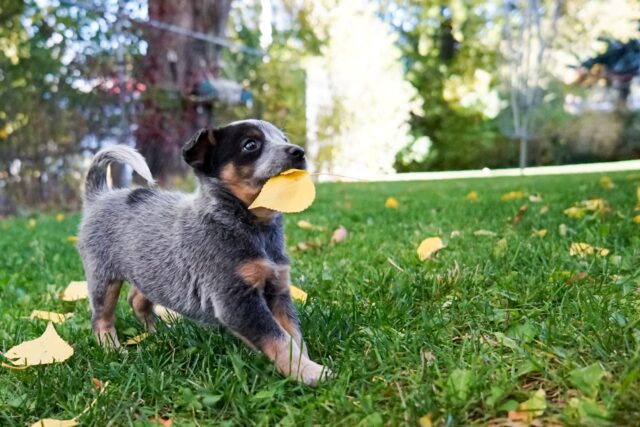 6 foto di cani che adorano comportarsi in modo fuori dal comune