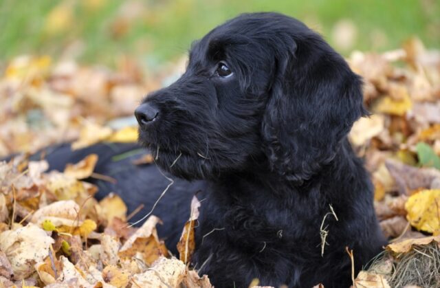 8 foto di cani che adorano giocare immersi nella natura autunnale