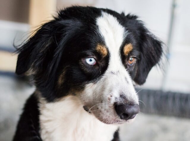 8 foto di cani che adorano mettere in pratica gli insegnamenti dei loro amici gatti