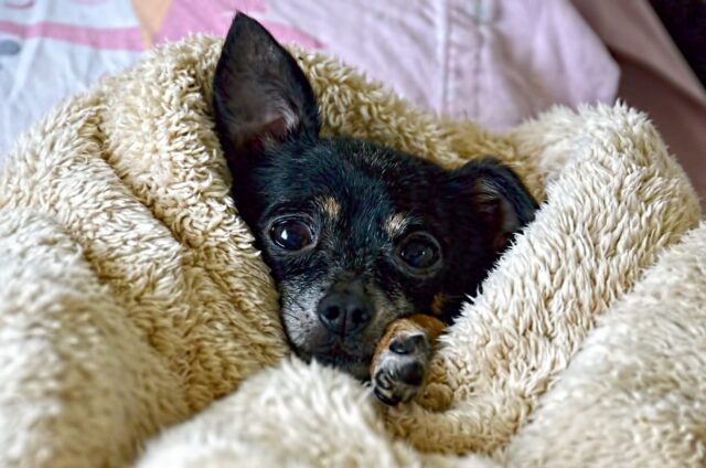 8 foto di cani che adottano le abitudini più strane di sempre