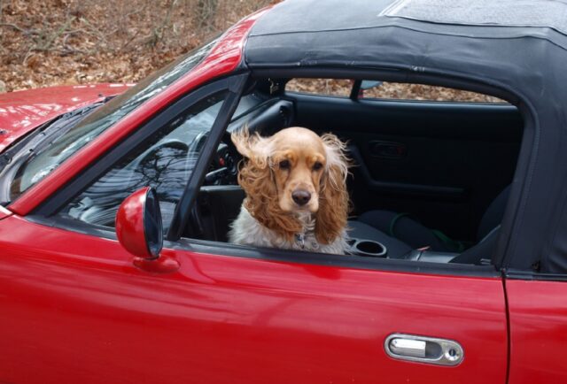 8 foto di cani che assumono degli atteggiamenti incredibili una volta saliti in auto