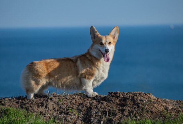 8 foto di cani che avevano un lavoro da portare a termine, ma nessuno ha detto loro come