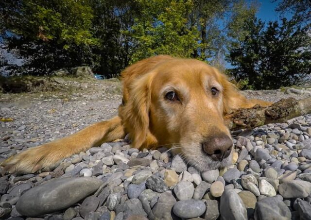 8 foto di cani che fanno finta di nulla dopo averla combinata grossa