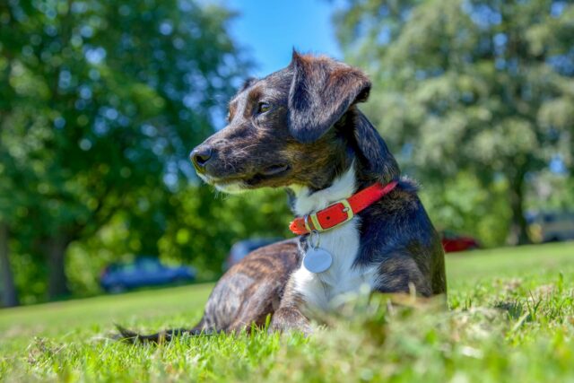 8 foto di cani che hanno appena superato le loro paure