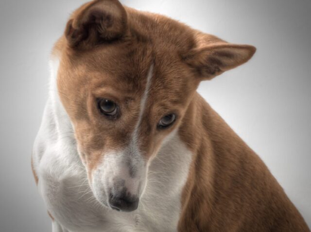 8 foto di cani che rendono la vita dei familiari decisamente più frizzante