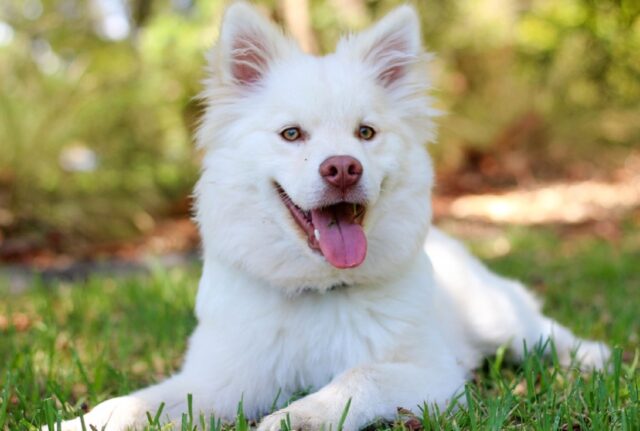 8 foto di cani che vivono la propria giornata al meglio delle loro possibilità