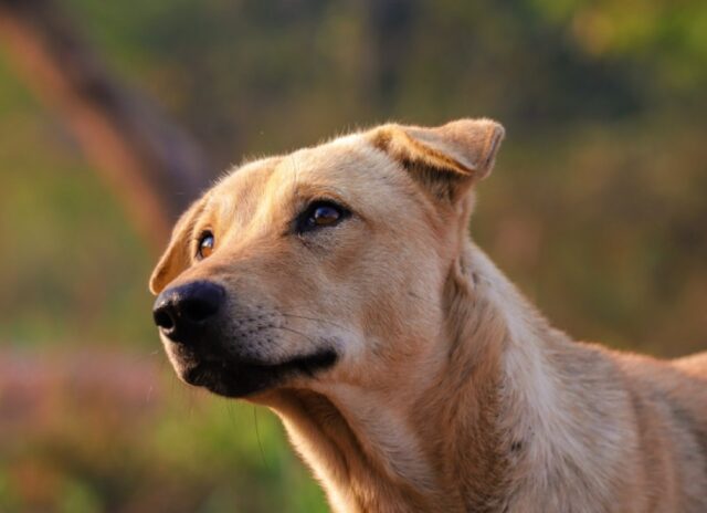 8 foto di cani così buffi che hanno messo alla prova la resistenza della rete