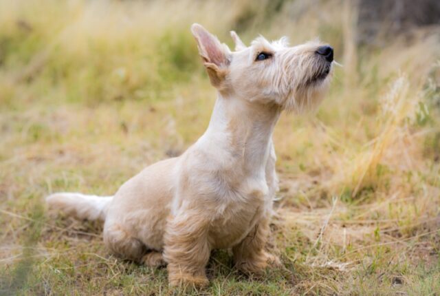 8 foto di cani così geniali e divertenti da poter conquistare il cuore di chiunque