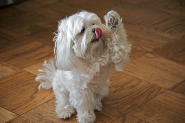 8 foto di cani così piene di amore che ti conquisteranno