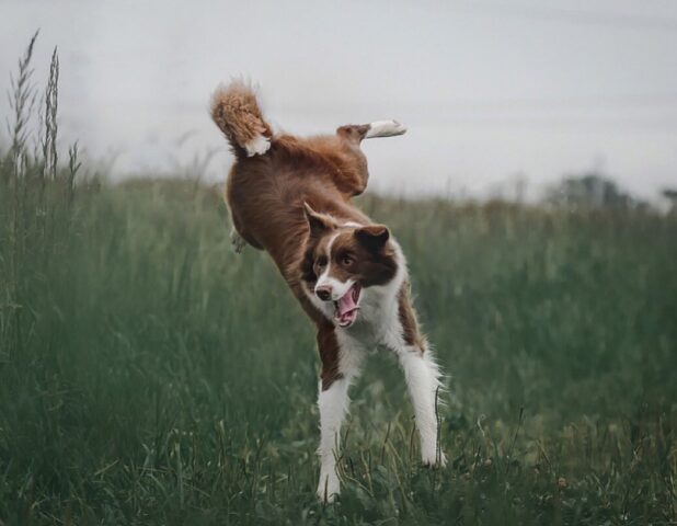 8 foto di cani in grado di fare alcune delle smorfie più divertenti che abbiate mai visto