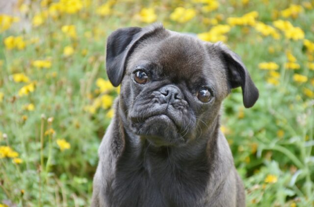 8 foto di cani che non si ritengono soddisfatti se non compiono un’azione bizzarra al giorno