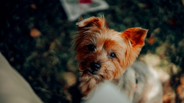 8 sorprendenti foto di cani scattate con un tempismo perfetto