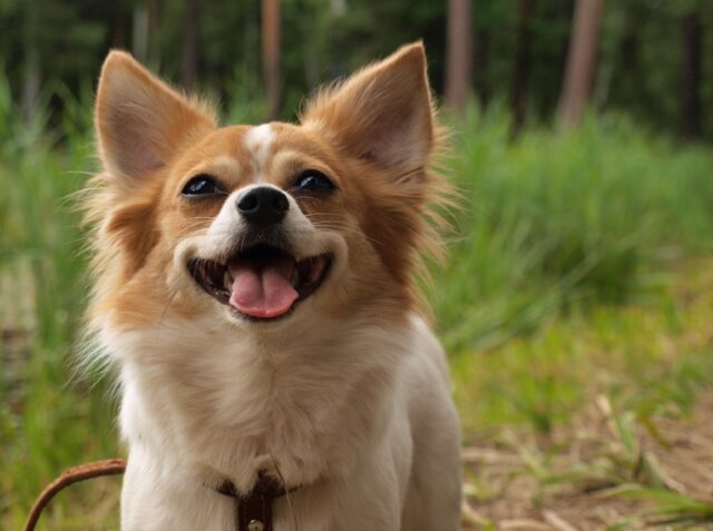 8 foto di cuccioli che hanno frainteso il cartello “Attenti al cane”