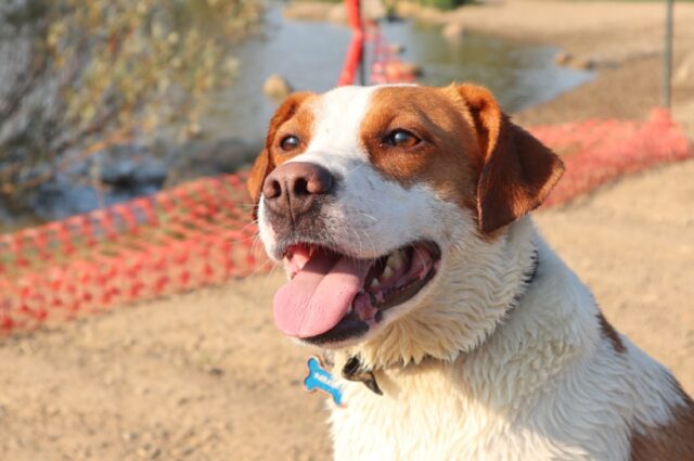 8 foto di incontri abbastanza inaspettati con cani dotati di una simpatia unica