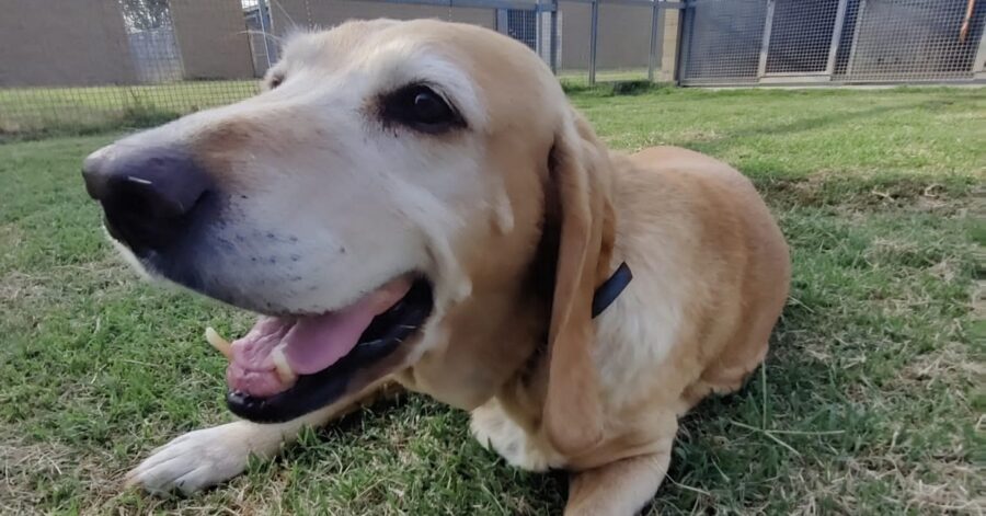 cagnolina dal pelo marrone e bianco