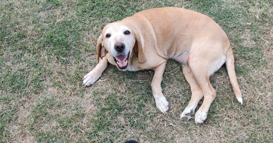 cagnolina sdraiata a terra