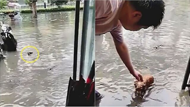 Cucciolo di cane cerca aiuto durante un alluvione: le immagini