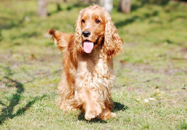 Arma di Taggia, una distrazione costa caro a due turisti, il loro cane si perde in autostrada