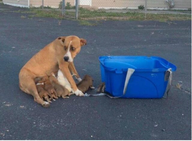 Cagnolina abbandonata con nove cuccioli al seguito