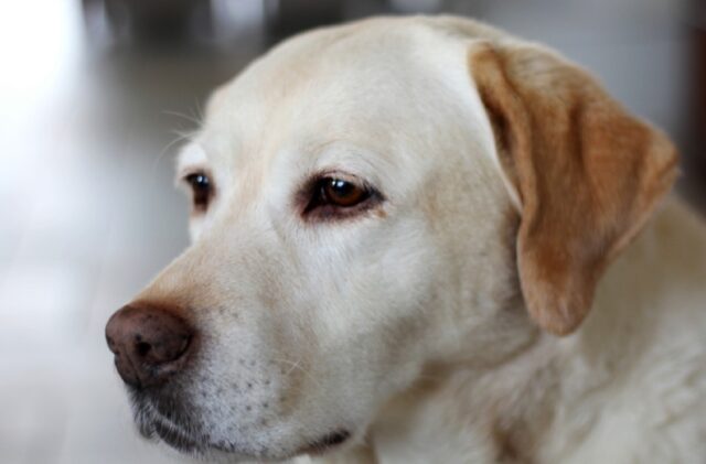 Campagnano di Roma, una Labrador di 4 anni smarrita da mesi, i proprietari cercano aiuto