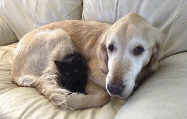 Questo Golden Retriever ha perso il suo amico felino a causa del cancro, ma ora è di nuovo felice