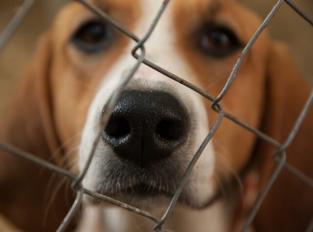 Cane vive la sua vita chiuso in gabbia e scodinzola a chiunque passa