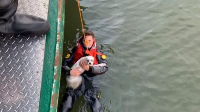 Cane finito nel fiume: si tuffa e lo salva dalla corrente