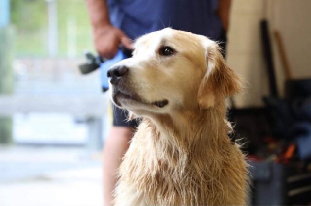 Cane scomparso per giorni viene ritrovato lungo la spiaggia