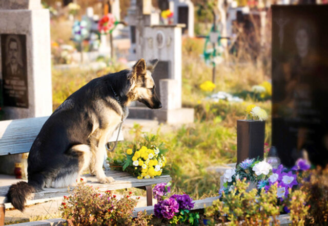 Cani e proprietari potranno essere seppelliti insieme; la novità dal Consiglio Comunale di Milano