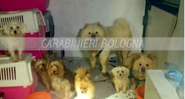 Cani chiusi in un furgone: l’amara scoperta dei carabinieri