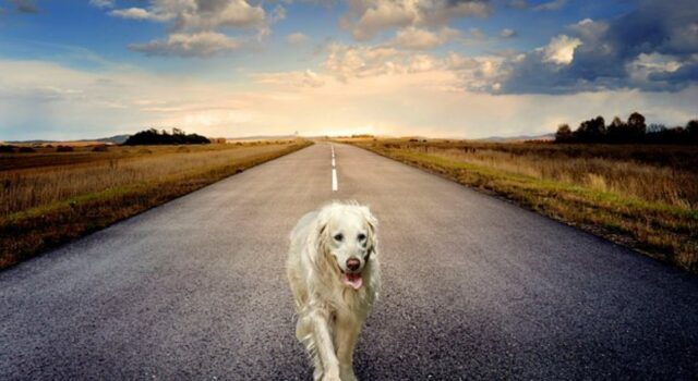 Cani lungo la Statale vengono chiamate le forze dell’ordine