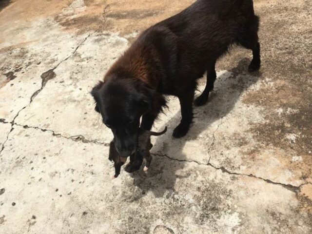 Cagnolina con in bocca un cucciolo di cane appena nato: la dolce storia