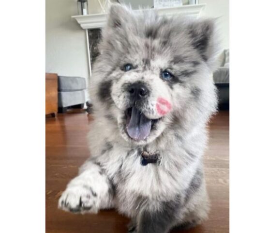 Cucciolo di cane assomiglia ad un dolce biscotto Oreo