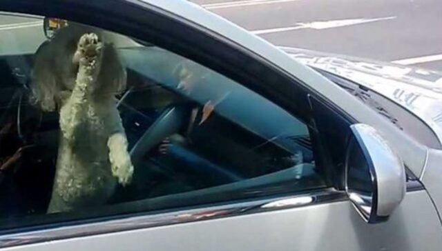 Cane intrappolato in auto intervengono le forze dell’ordine