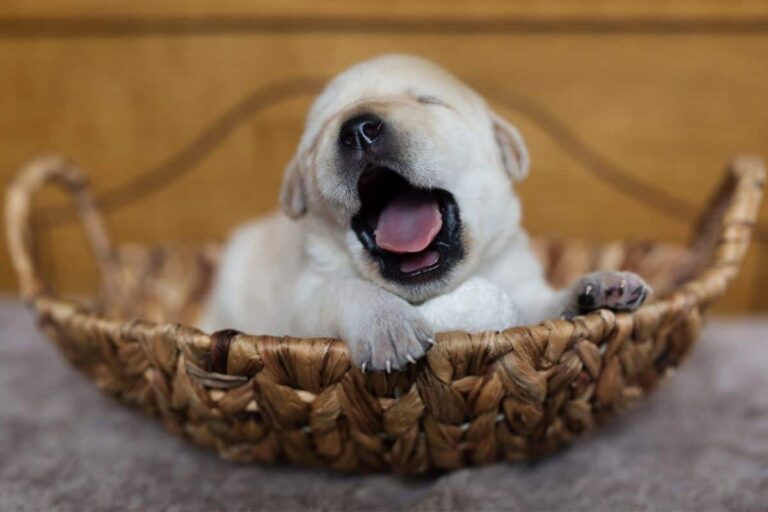 Cucciolo di cane sbadiglia sempre, che significa?