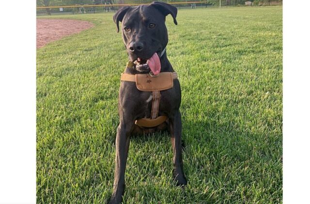 Cane percorre distanze lunghissime per fare una sorpresa