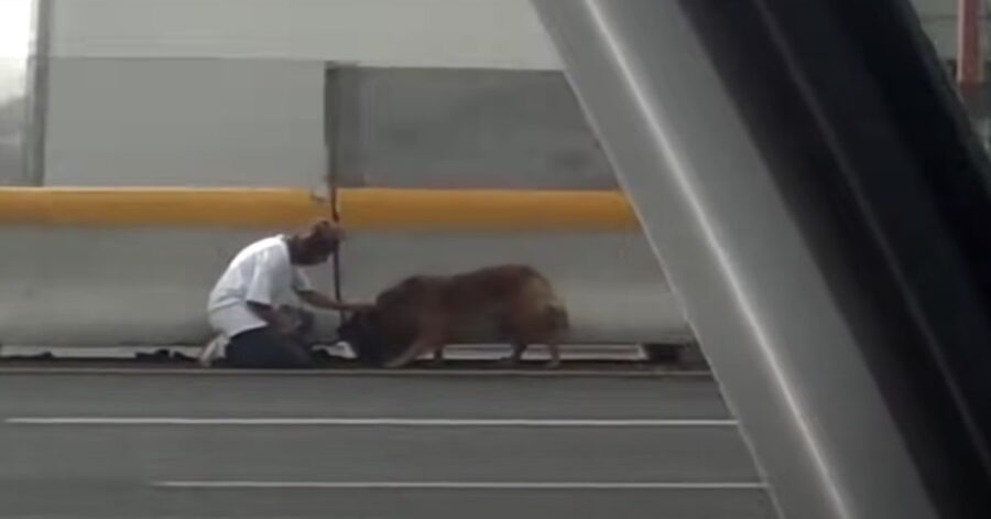 cane salvato da una donna messicana