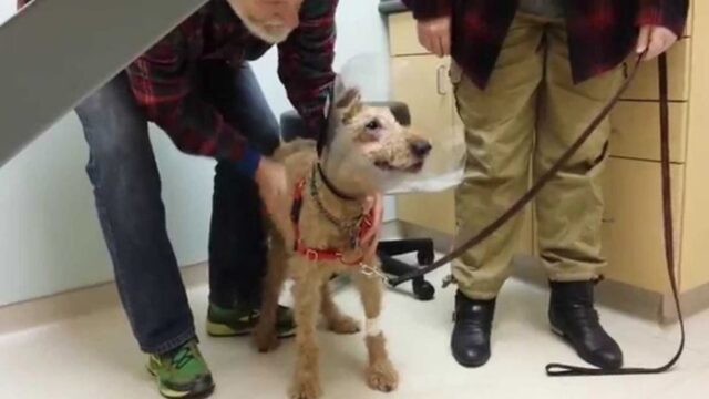 Cucciolo di cane vede per la prima volta la sua famiglia dopo l’intervento