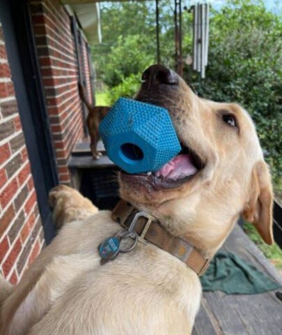 Cucciolo di cane dimostra il suo amore portando doni alla mamma