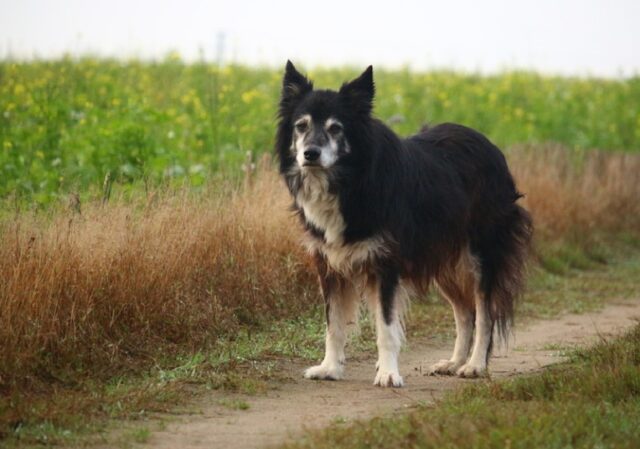 Francavilla Fontana, anziana cagnolina di 17 anni viene rapita, scatta la denuncia