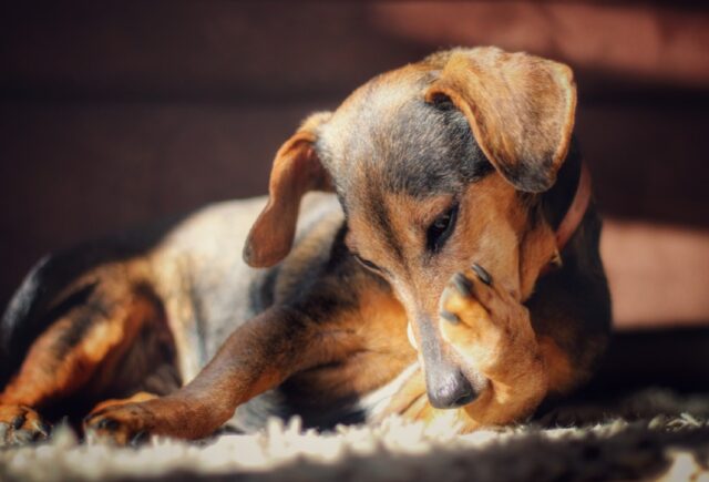 Francavilla Fontana, turisti perdono il cane Diego, nessuno sa che fine abbia fatto