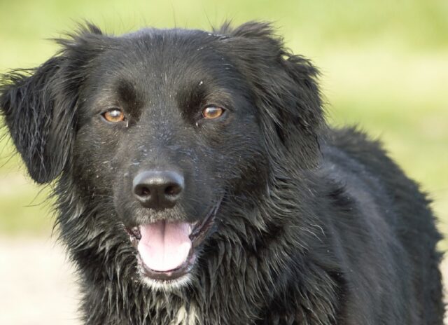 Genova, proprietario disperato per la cucciola smarrita, Hymeko non si trova più