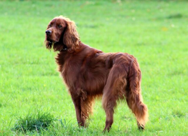 Giungatelle, smarrito un Setter Inglese di 5 anni, famiglia offre ricompensa