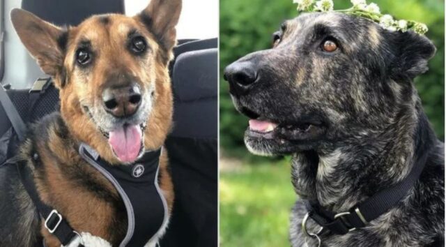 Cucciolo di cane effettua un test: è il cugino del primo cane della famiglia