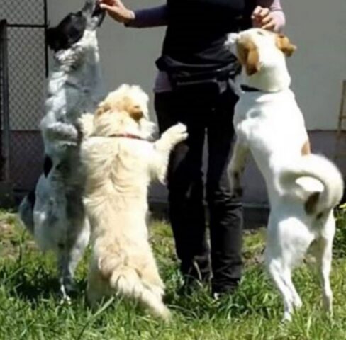 Cuccioli pieni di amore e gioia dopo il salvataggio: ringraziano i soccorritori