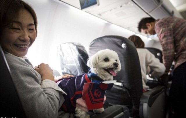 Cani in aereo, finalmente è possibile e la notizia arriva dall’oriente