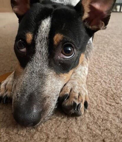 Cagnolina adottata dopo l’abbandono: la sua dolce storia