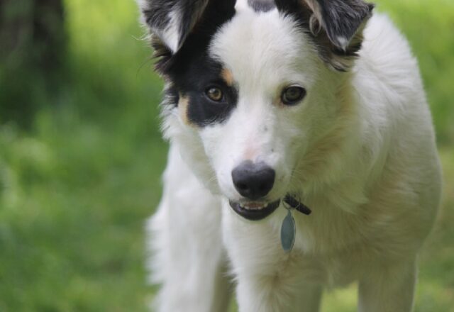 Livigno, il cane Mouse scappa dall’hotel, si cercano volontari disposti a ritrovarlo