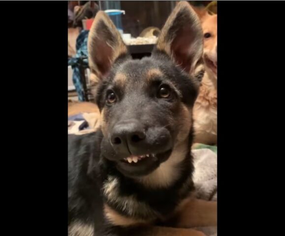 Cucciolo di cane mostra i dentini a tutti: le foto divertenti